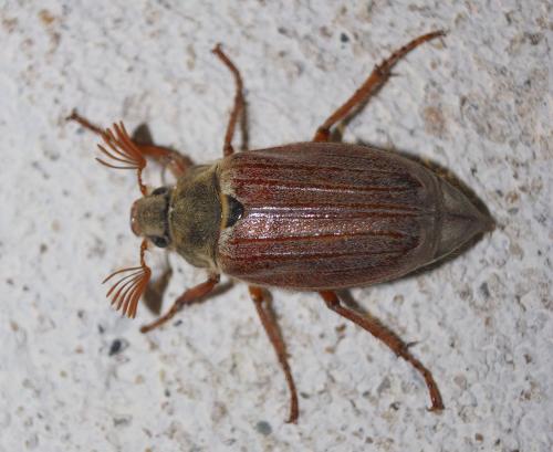 Melolontha melolontha